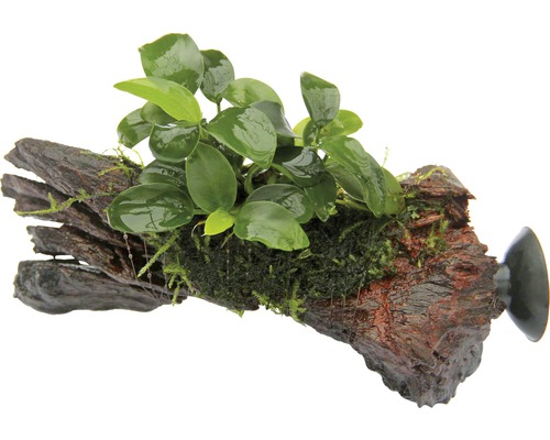 Bonsai Dwerg Speerblad - Anubias Bonsai op Nanowood met zuignap, ca. 13 x 3 x 9 cm