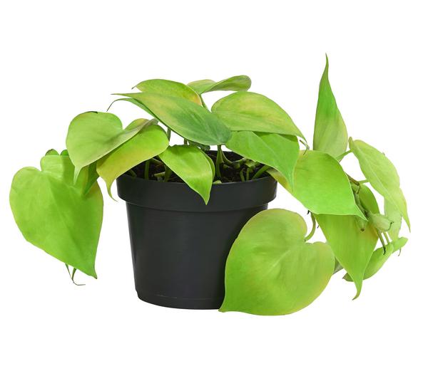 Baumfreund-Set - Philodendron, 3-teilig