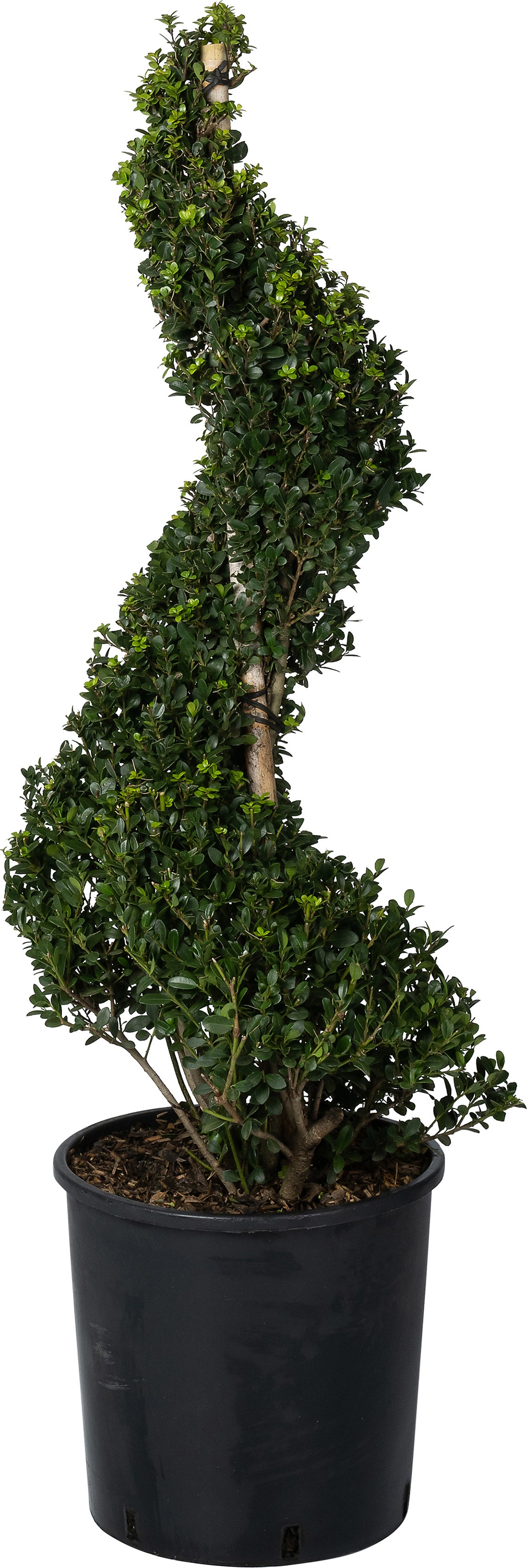 Japanse Hulst spiraal (Ilex crenata 'Dark Green') D 34 H 90 cm