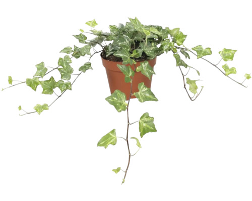 Groen-witte klimop FloraSelf Hedera helix 'Kolibri' H ca. 20 cm Ø 13 cm pot