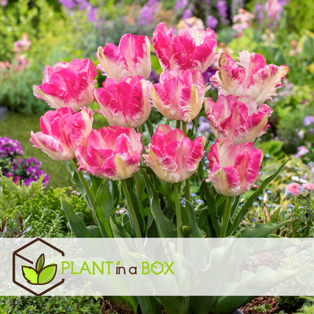 Tulipa cabanna - 15x bulbes de tulipes - rose / blanc