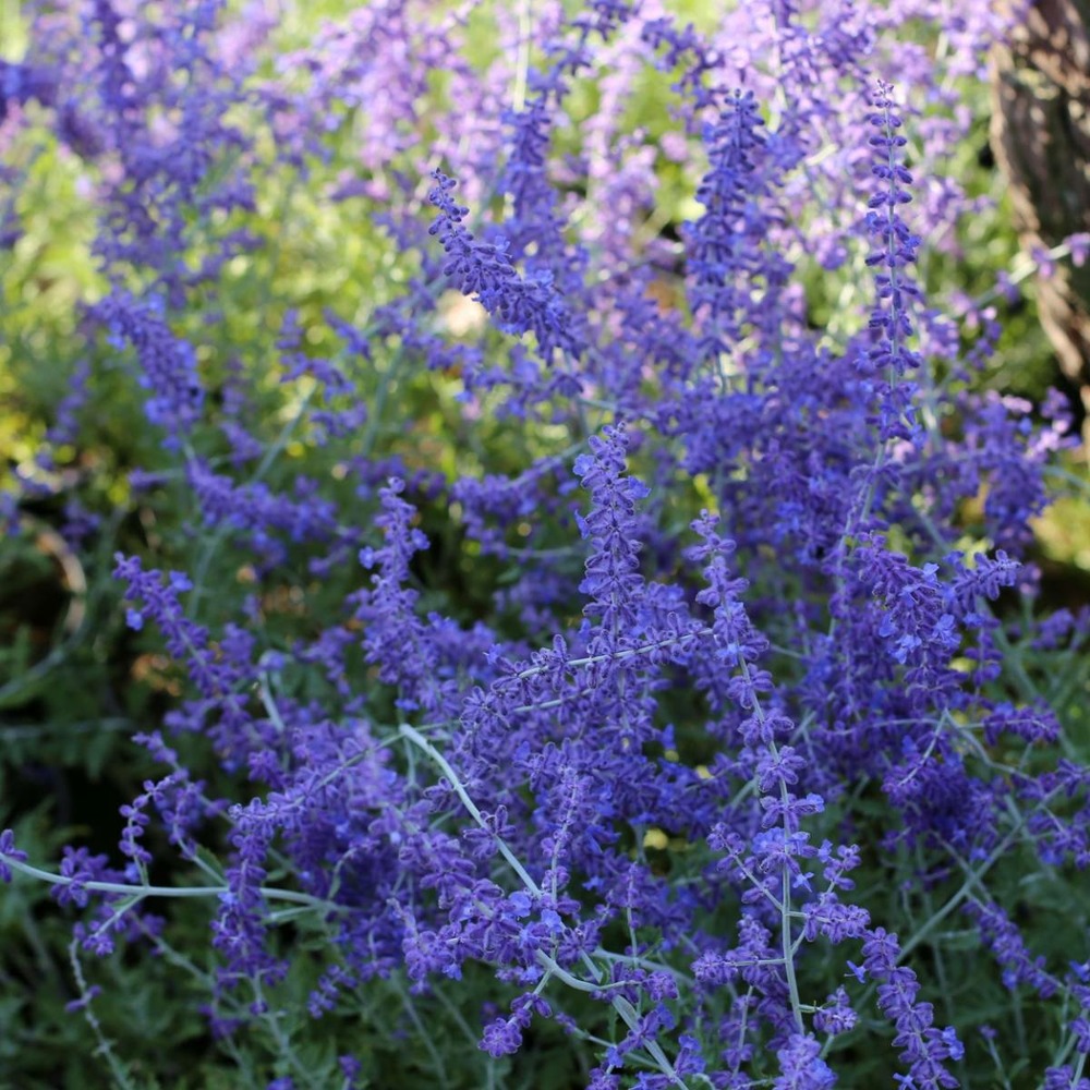 Lavande d'afghanistan atriplicifolia blue spire/perovskia atriplicifolia blue spire[-]godet - 5/10 cm