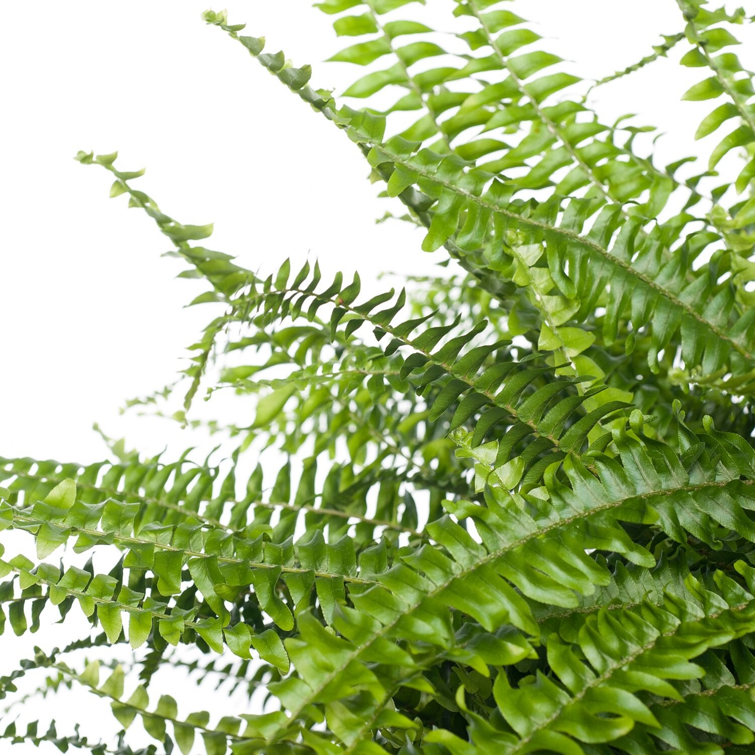 Krulvaren (Nephrolepis exaltata 'Green Lady') D 19 H 50 cm