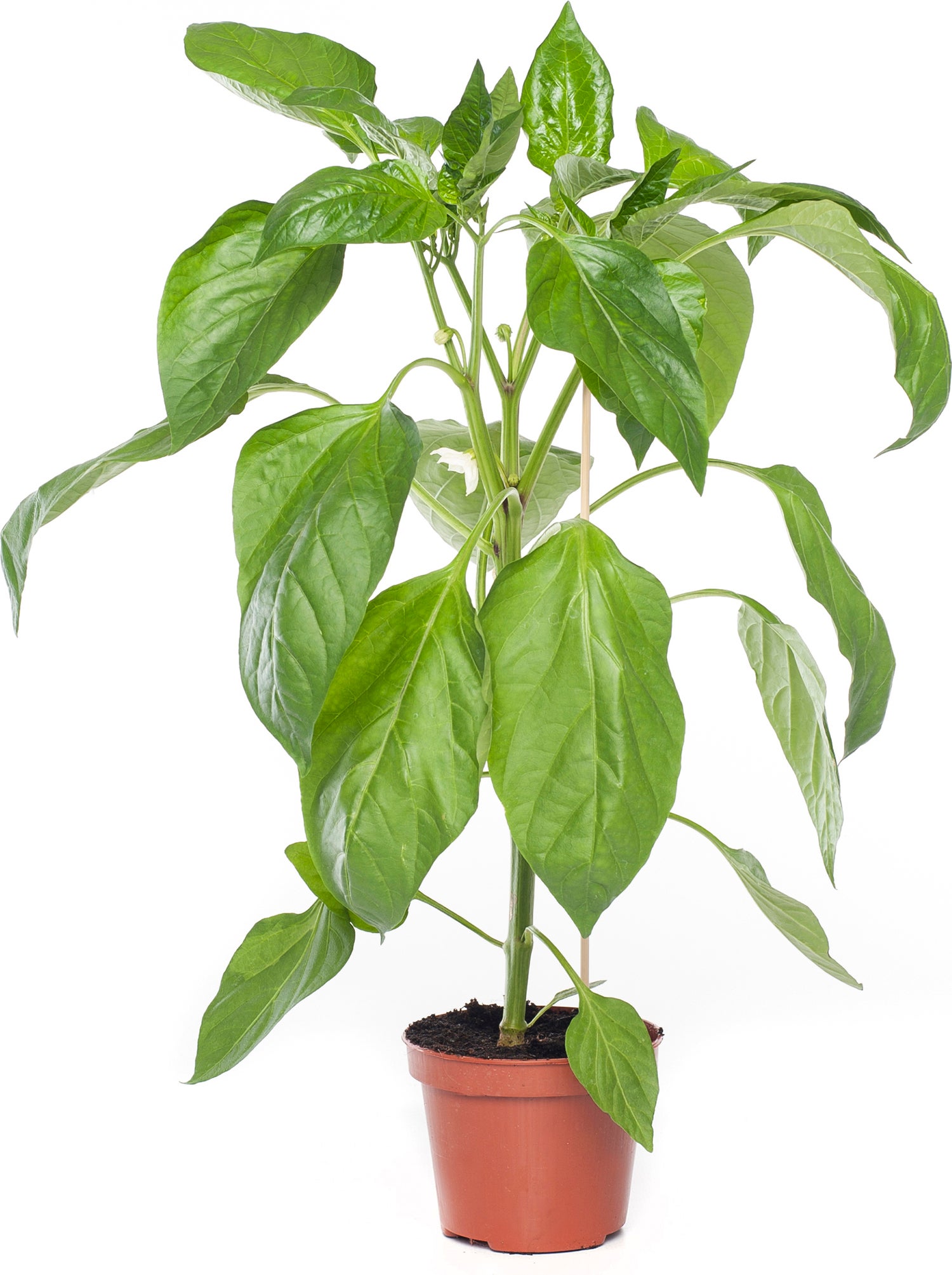 Paprika Rood (Capsicum annuum)
