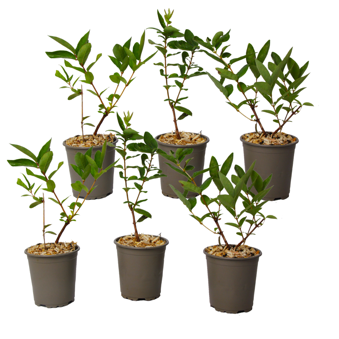 Lonicera kamtchatica - set de 6 - myrtille - pot 9cm - hauteur 25-40cm