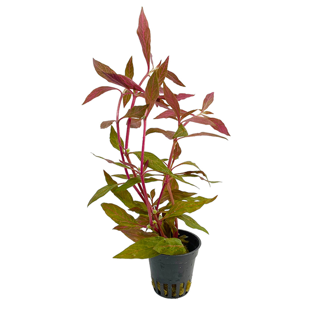 Waterplant Alternanthera Reineckii 'Rosanervig'