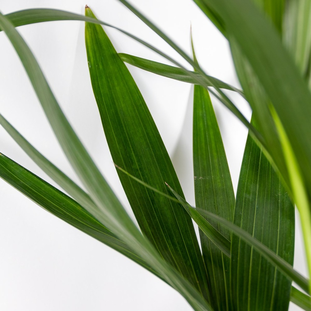 Howea forsteriana - palmier kentia - plante d'intérieur - purificateur d'air – ⌀24 cm - ↕120-130 cm