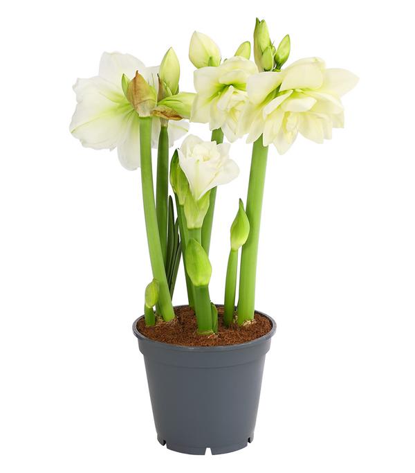Amaryllis - Hippeastrum-Hybride 'Multiflora',