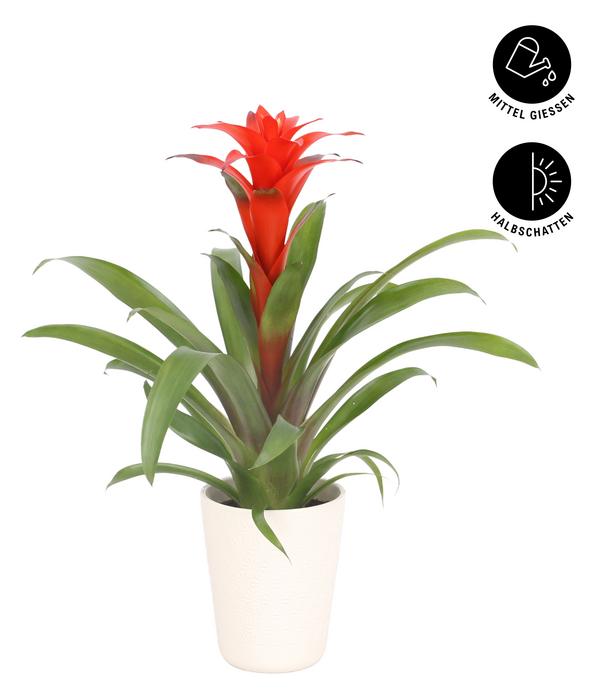 Guzmanie - Guzmania calypso, in Keramik