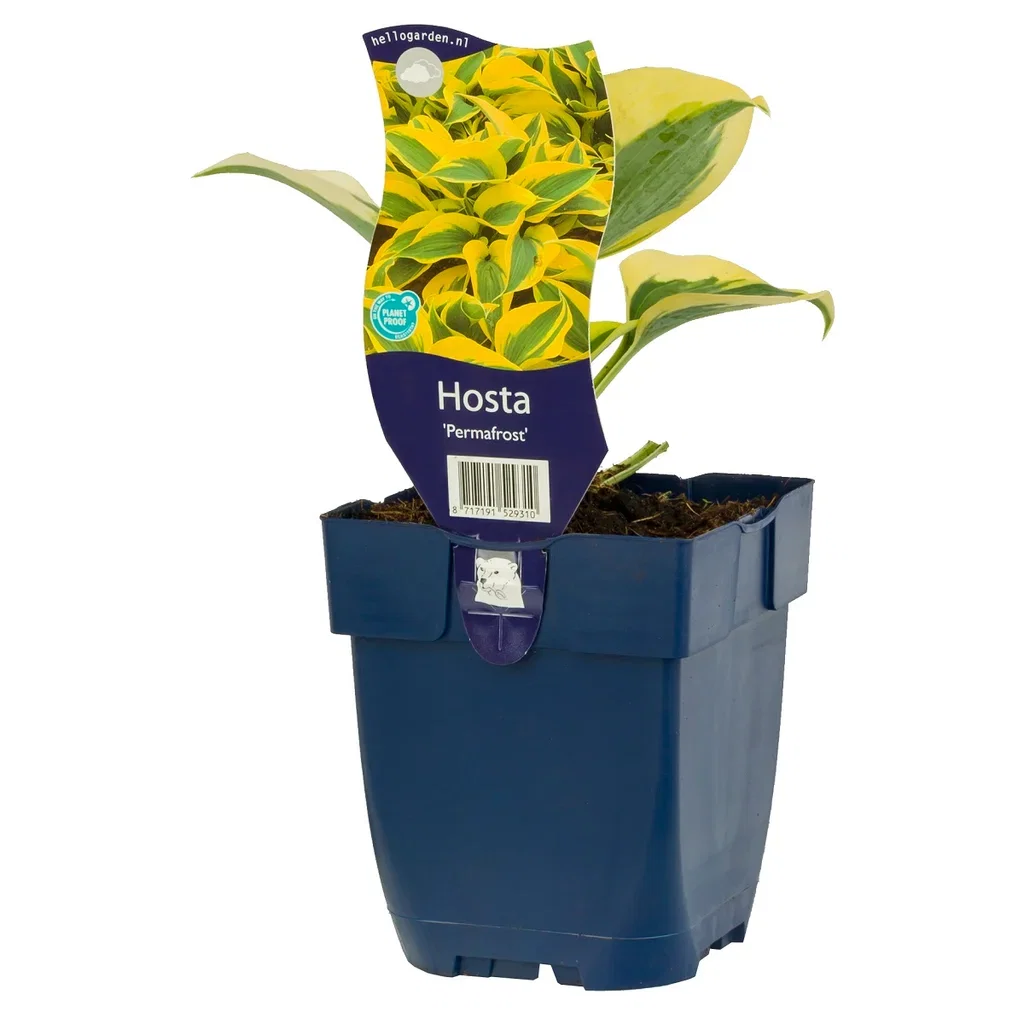 Hosta 'Permafrost' Bladlilje 'Permafrost' Ø11 cm