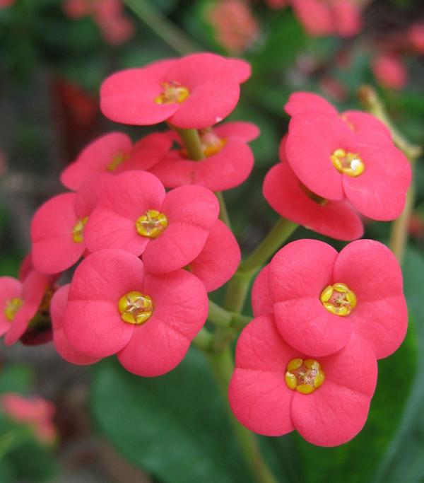 Christusdorn - Euphorbia milii