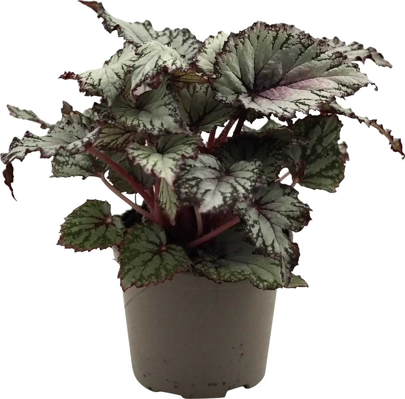 Begonia Rex Asian Tundra Kongebegonia 'Asian Tundra' Høyde 20 cm