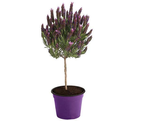 Schopf-Lavendel, Stämmchen