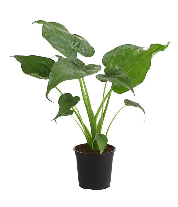 Pfeilblatt - Alocasia cucullata