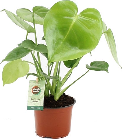 Gatenplant (Monstera deliciosa) D 12 H 40 cm