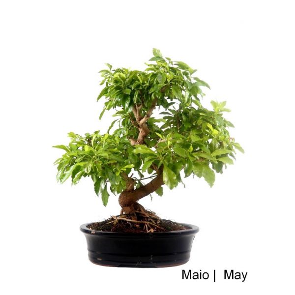 Luso Bonsai Durantha Repens Bonsai 29 anos - 56152B
