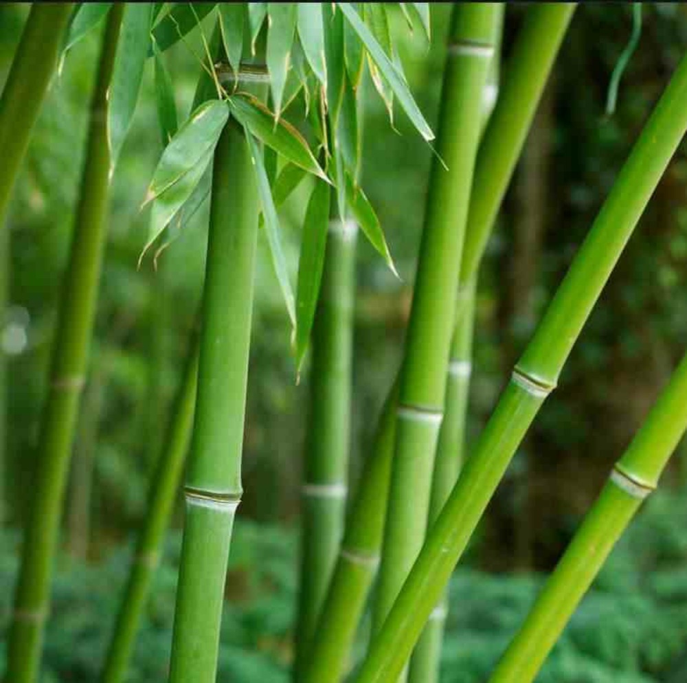 Phyllostachys bissetii taille pot de 5 litres - 100/120 cm