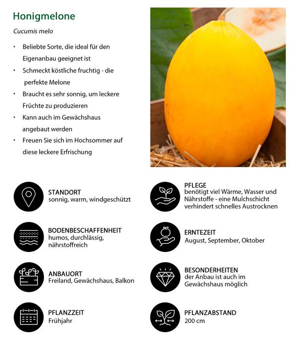 Honigmelone