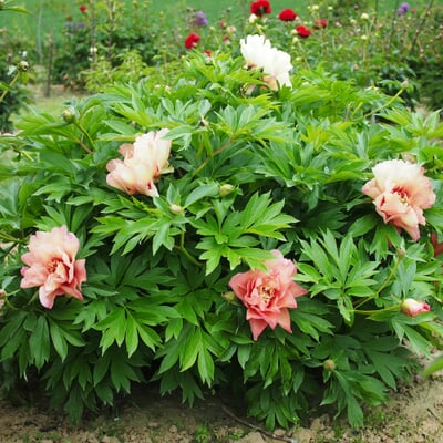 Pfingstrose 'Callies Memory'