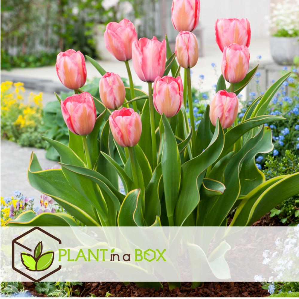 Tulipa design impression - bulbes à fleurs x40 - tulipe - rose