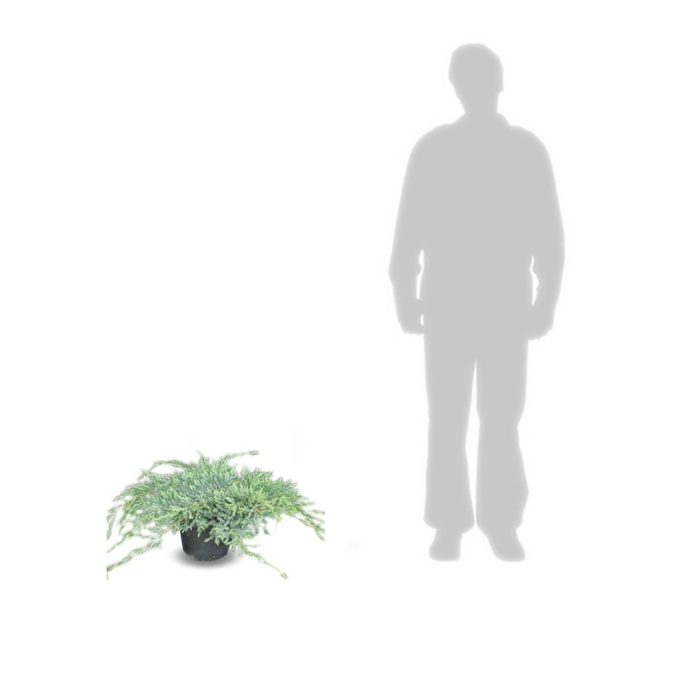 Genévrier écailleux squamata blue carpet/juniperus squamata blue carpet[-]pot de 5l - 40/60 cm