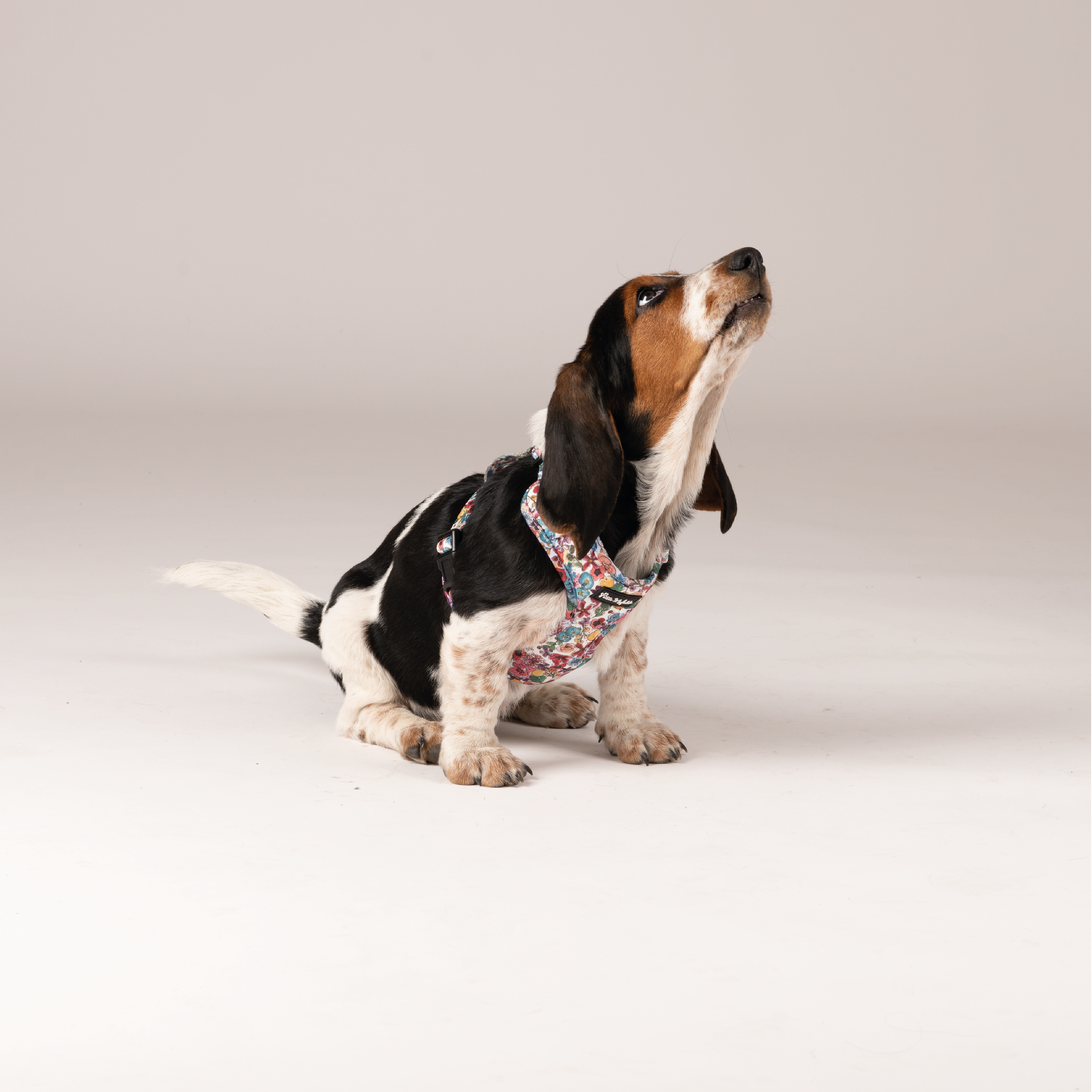 Conjunto Petite Mafalda com coleira, guia e porta-bolsas com estampa floral azul para cães.