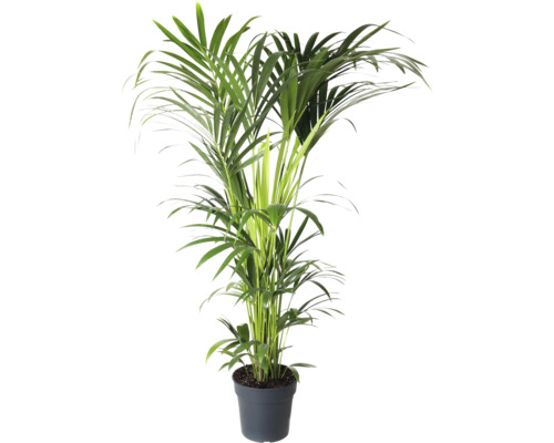 Howea palm, Kentia FloraSelf Howea forsteriana H ca. 160 cm Ø 27 cm pot