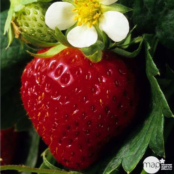 Plant de fraisier 'Charlotte' bio : en racines nues