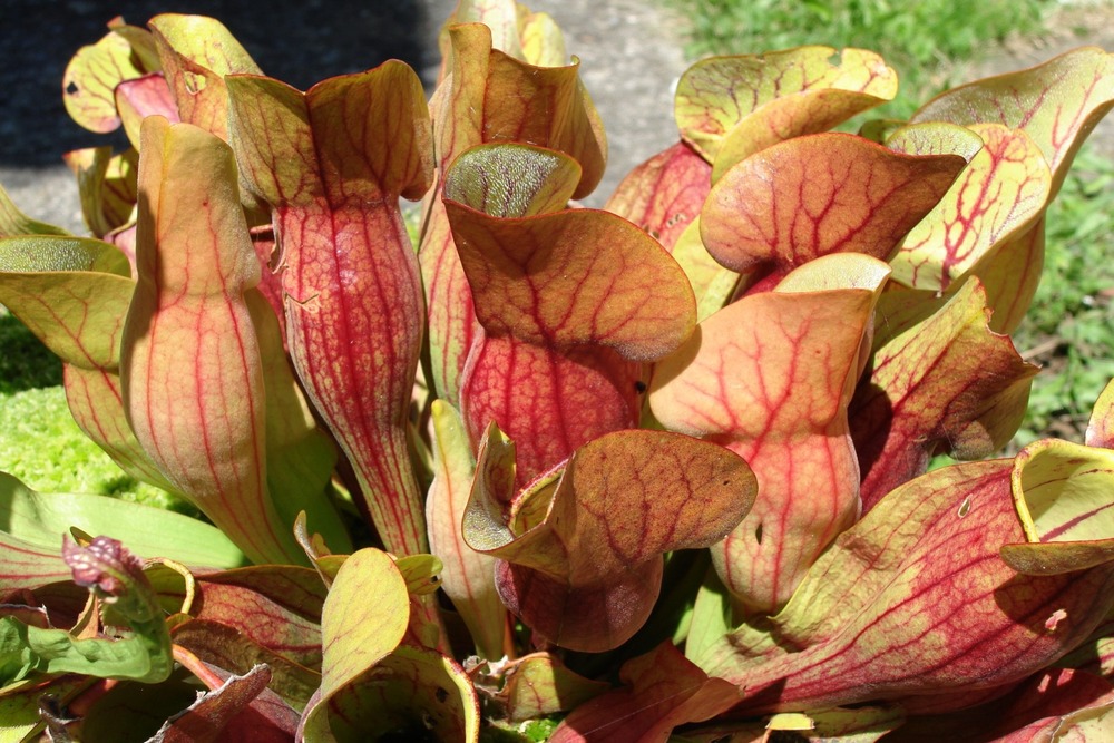 Jardin dans le sac - sarracénie pourpre - 10 graines - sarracenia flava / s. Purpurea - mix