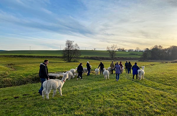 Alpaka Wanderung Altomünster |mydays