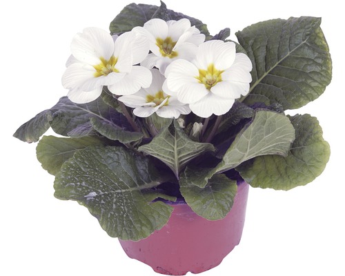 Kussensleutelbloem FloraSelf Primula acaulis Ø 11 cm pot willekeurige variëteitselectie