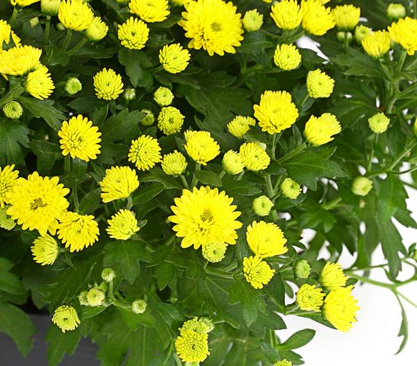 Herbst-Chrysantheme