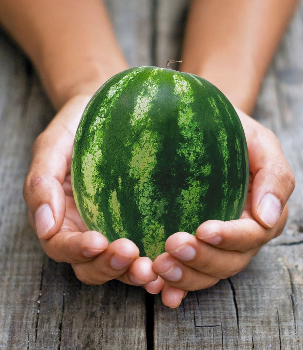 Mini-Wassermelone 'Mini Love' F1