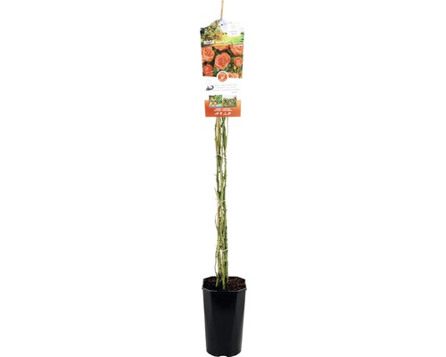 Heesterroos 'Newsflash' FloraSelf Rosa 'Newsflash' H 50-80 cm Co 3 L