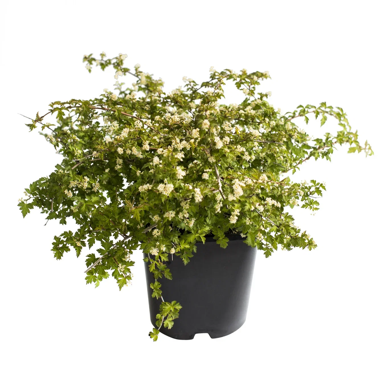 Neillia incisa 'Crispa' Flikkranstopp 'Crispa' Ø22 cm
