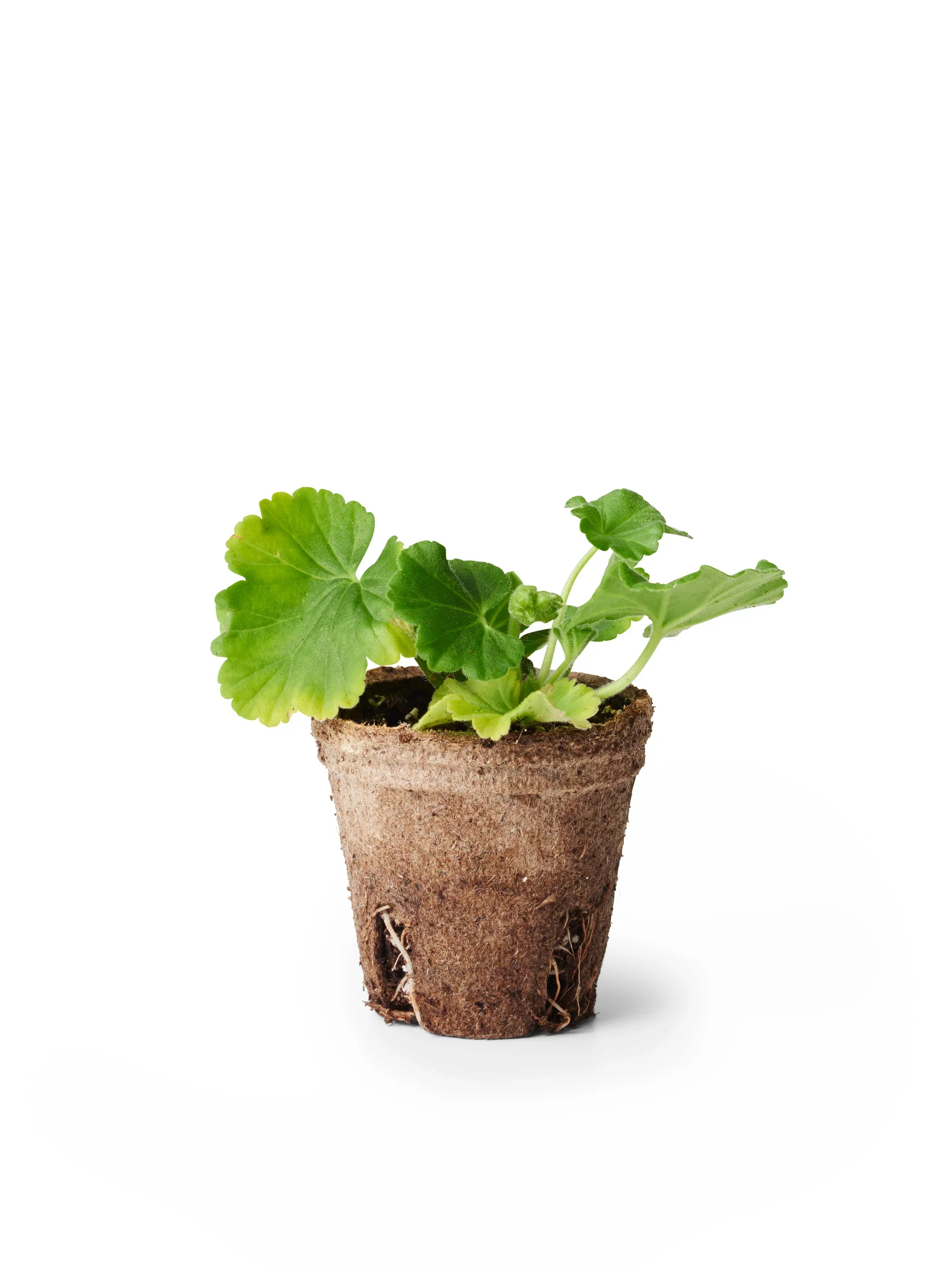 Pelargonium Pelargonia Zonale stikling Ø6 cm