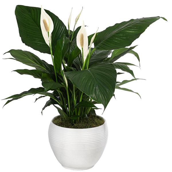 Einblatt - Spathiphyllum wallisii, in Keramik