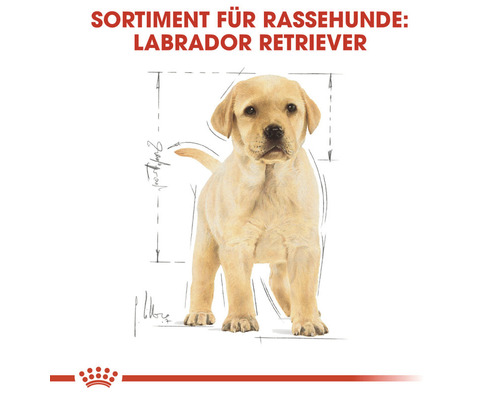 ROYAL CANIN Labrador Retriever Puppy droog hondenvoer 12 kg
