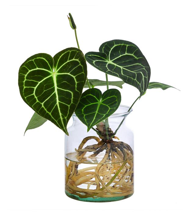 Waterplant Herzblattblume im Glas - Anthurium