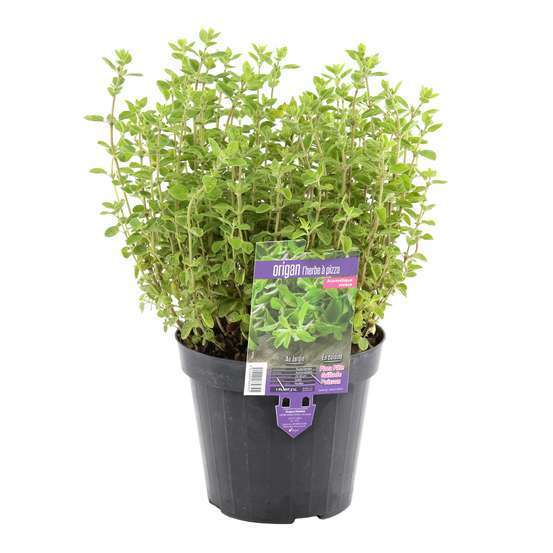 Plant d'origan : pot de 1 litre