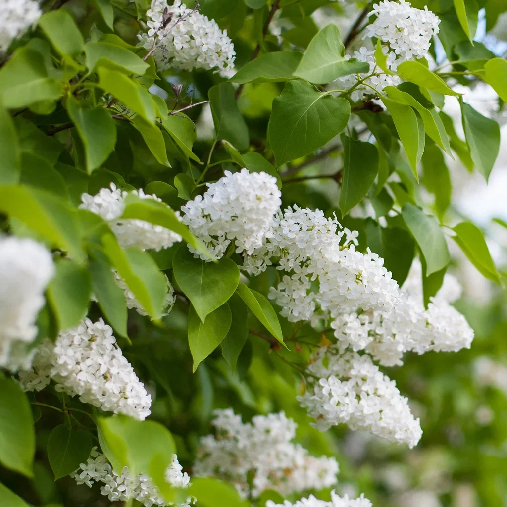 Syringa vulgaris f. alba Hvit Duftsyrin Ø22 cm