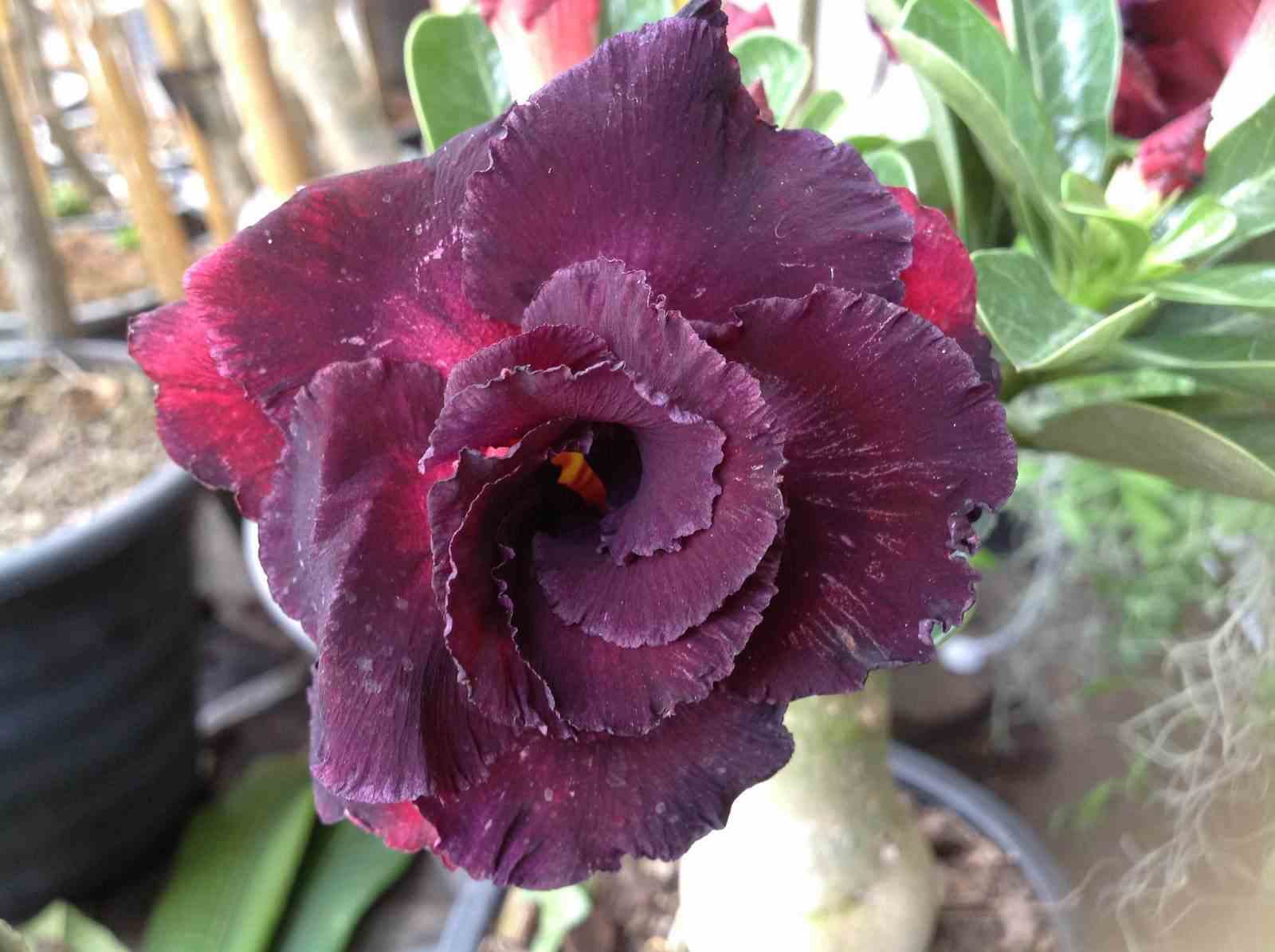 Adenium obesum cv.ammata taille caudex d'environ 150g - rouge-violet