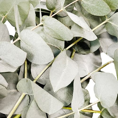 bluums. Eukalyptus Cinerea