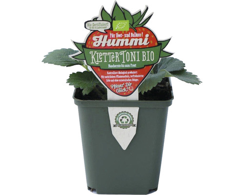 Biologische klimaardbei Hummi® KletterToni FloraSelf Floralie Tuinieren met kinderen Fragaria Ø 9 cm pot