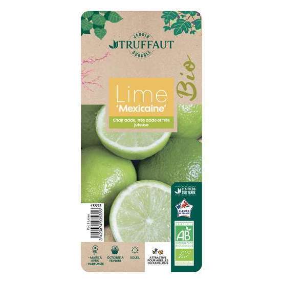 Limettier ' Mexicaine':AB conteneur 3 litres