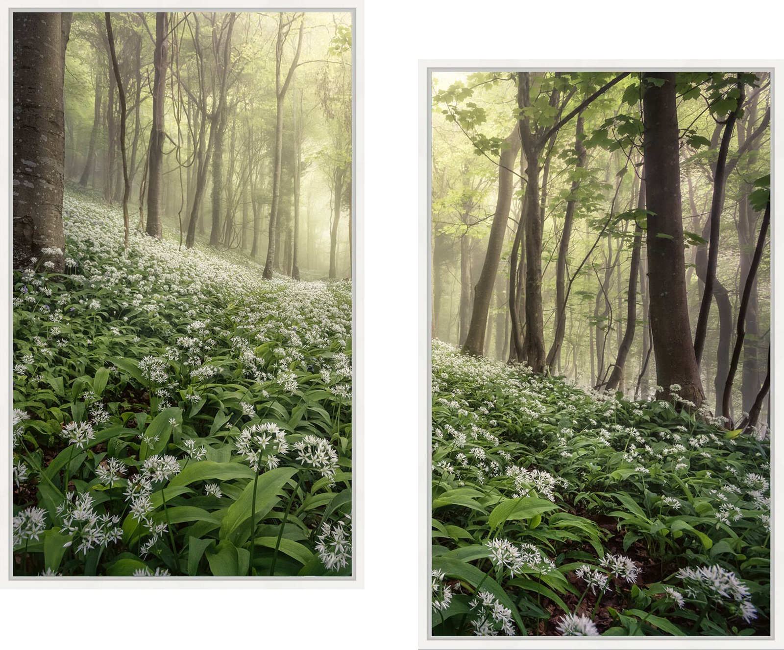 Woolland Woods by Chris Frost - Limited Edition. Edition of: 150. Signed.