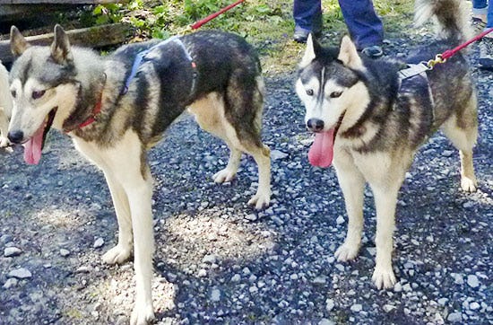 Husky-Trekking am Walensee