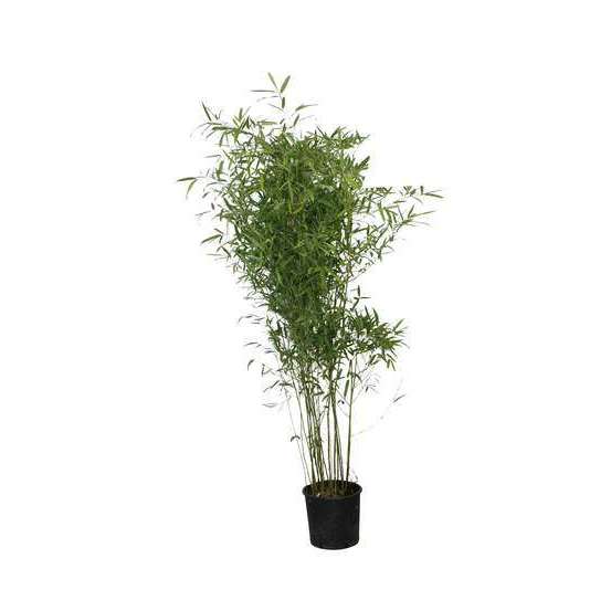 Bambou moyen phyllostachys humilis: pot de 7 litres