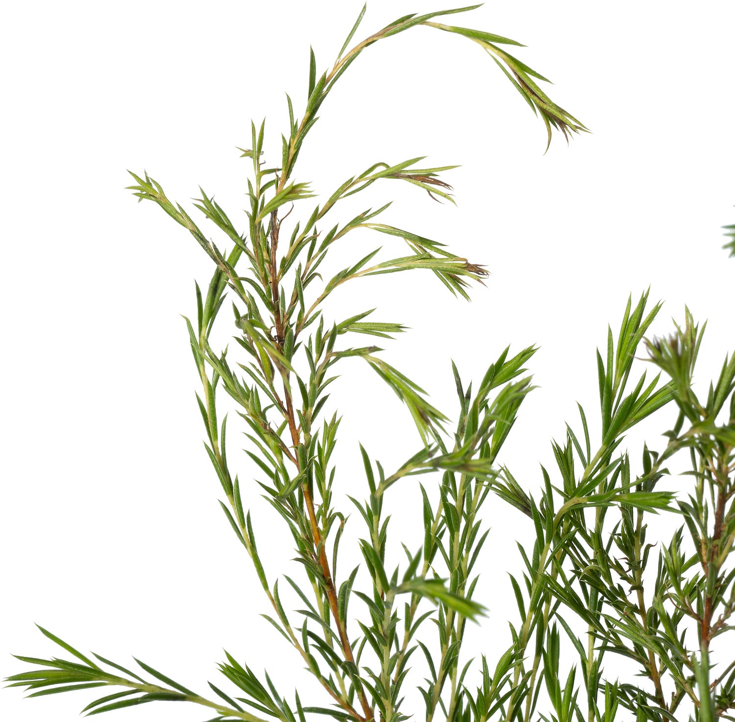 Confettistruik (Diosma hirsuta 'Pink Fountain') D 17 H 30 cm