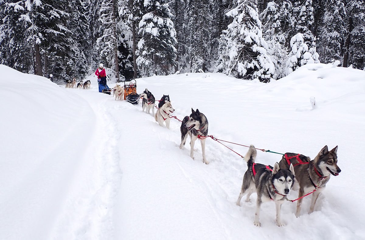 Exklusiv Husky Schlittenfahrt für Zwei im Kanton St. Gallen als romantische Geschenkidee!